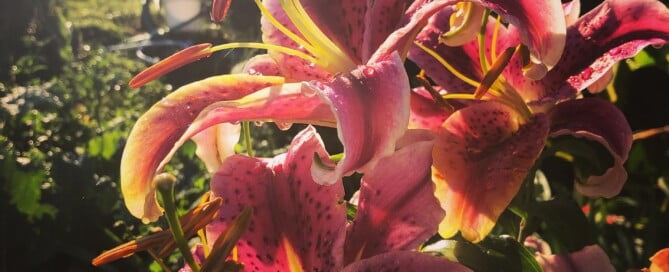 flower - lillies