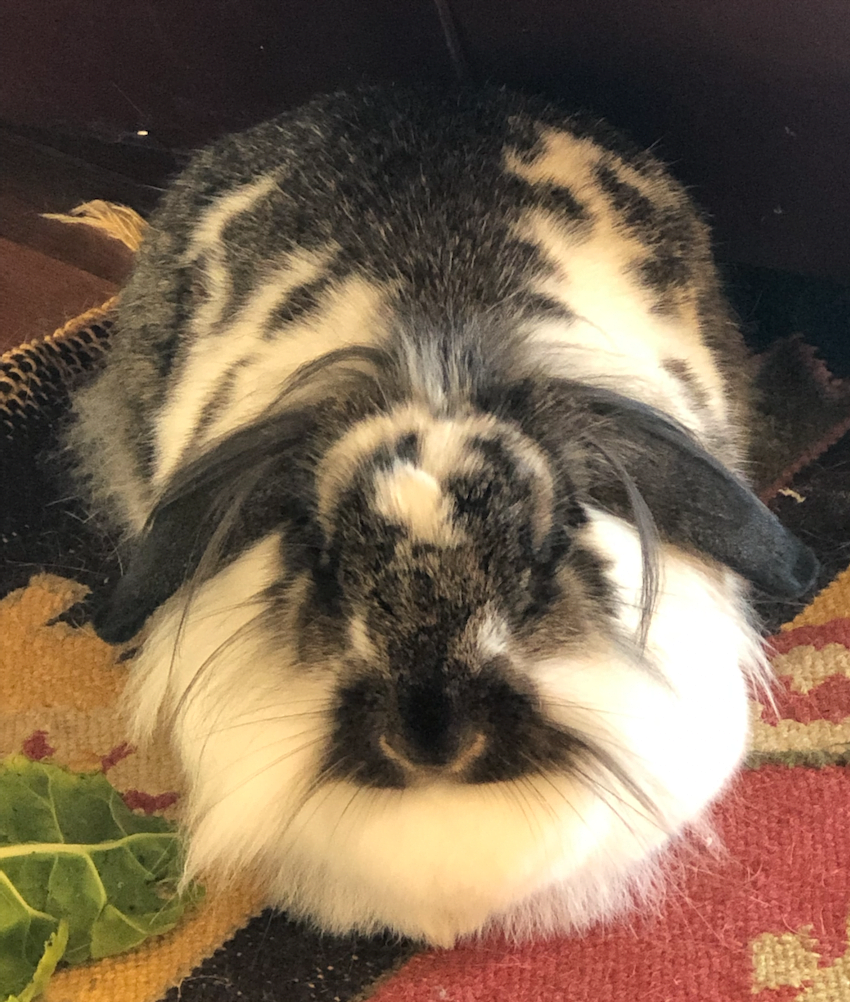grown-up-lola Black and white bunny
