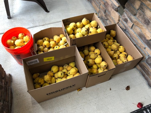 image2 Quince in boxes