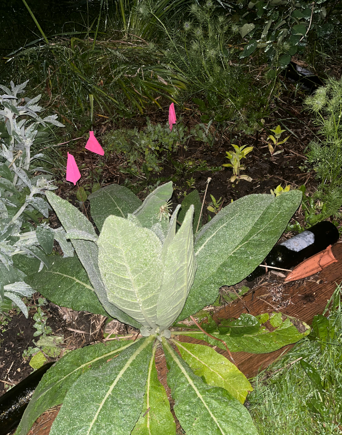 mullein Mullein plant