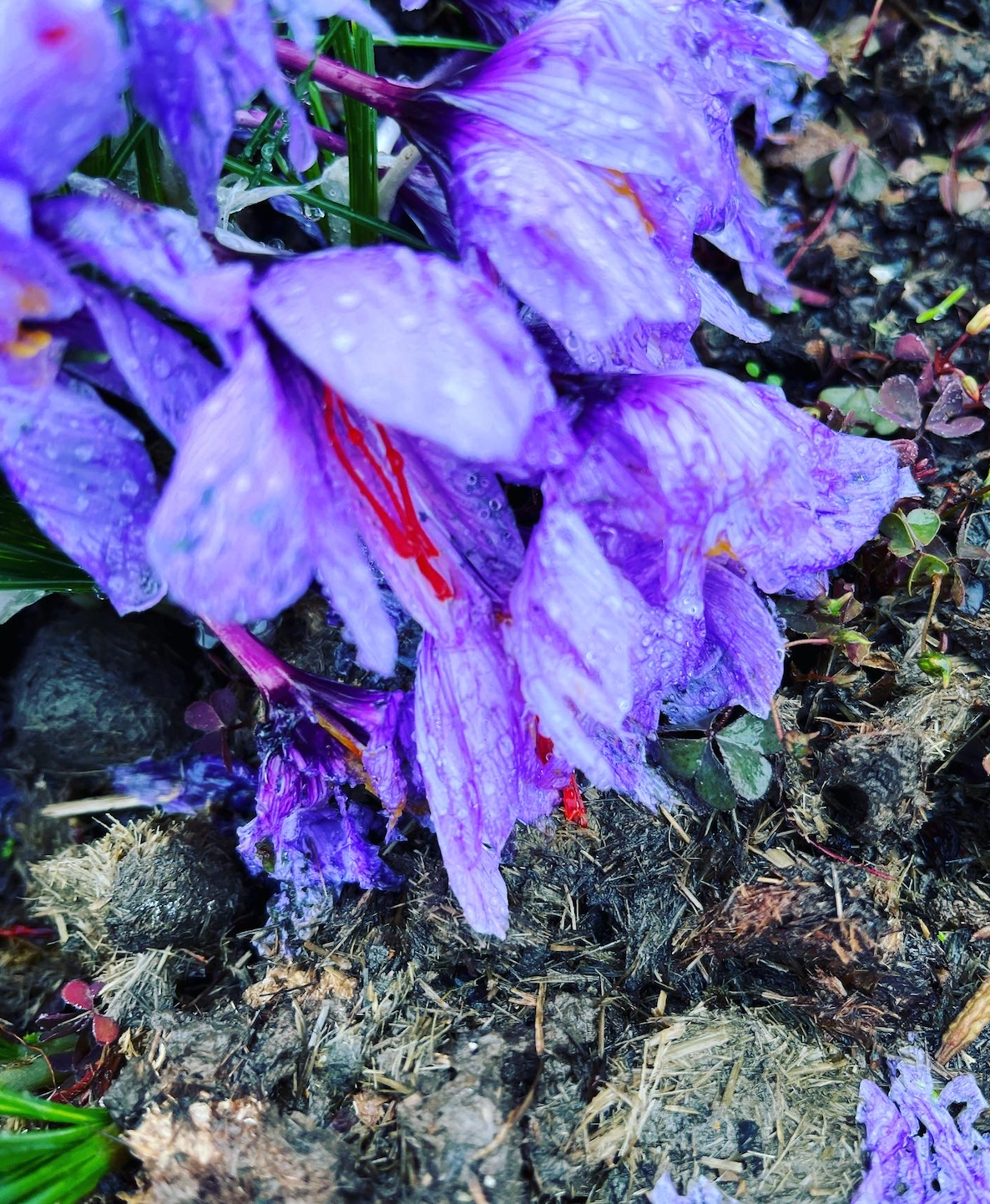 saffron-flower Saffron flower