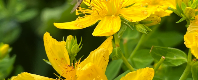 St. Johns Wort