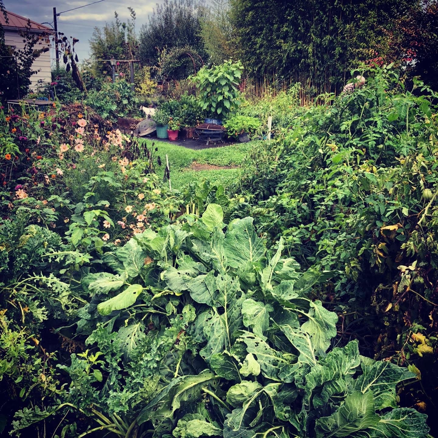 lush biodiverse garden