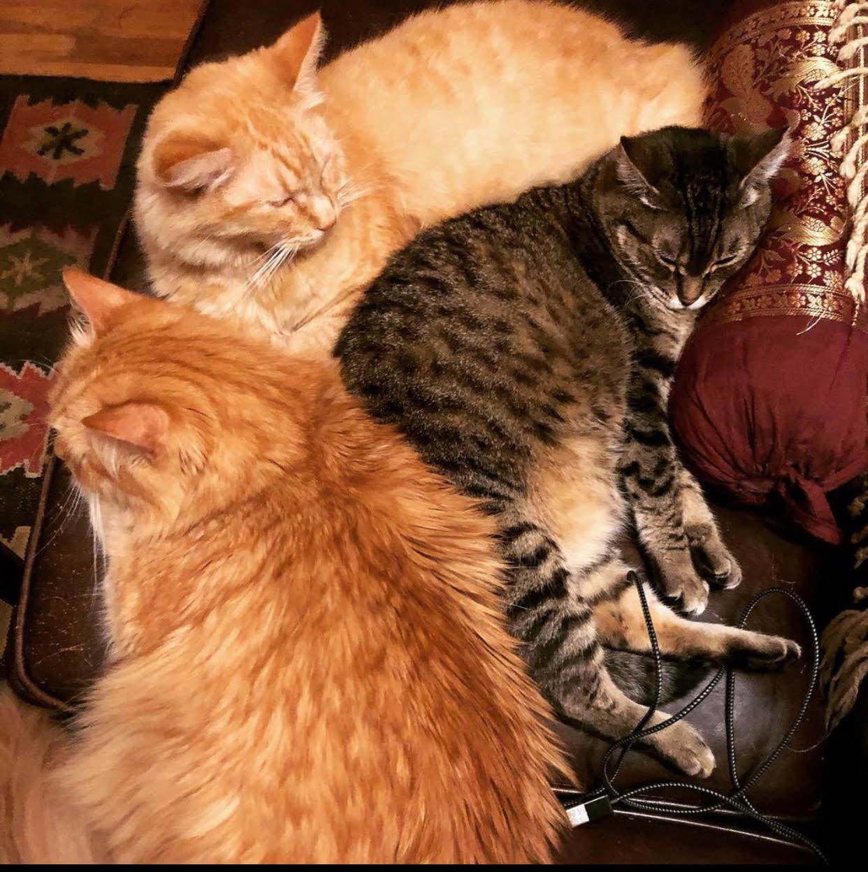 cats can share space