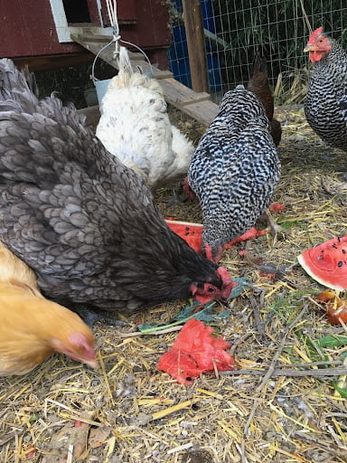 Chickens LOVE watermelon! Especially on a hot day. Multiple chickens eating crushed watermelon