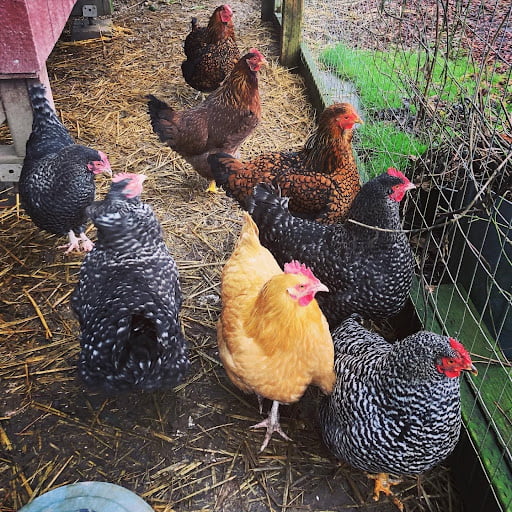 multiple_chickens_enclosure Multi colored chickens grouped in an enclosure.