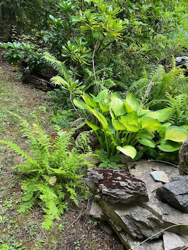 plants_rocks_vegetation Edible Hostas near rocks