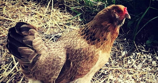 Single brown chicken alone in an enclosure