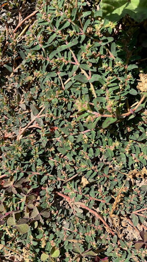 spurge_very_toxic Spurge - a toxic plant