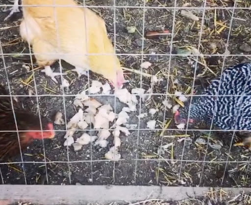three_chickens_grazing Three chickens pictured are eating a chopped up scoby.