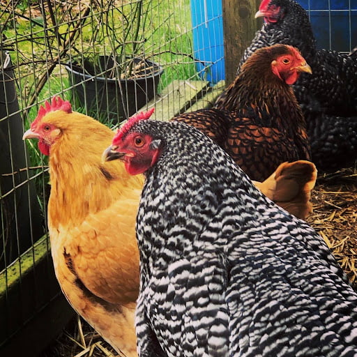 two_chickens_in_garden Three chickens in a garden type enclosure