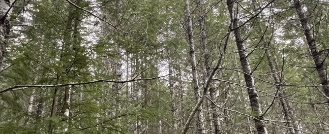 A forest of Douglas Firs in the Coastal Range