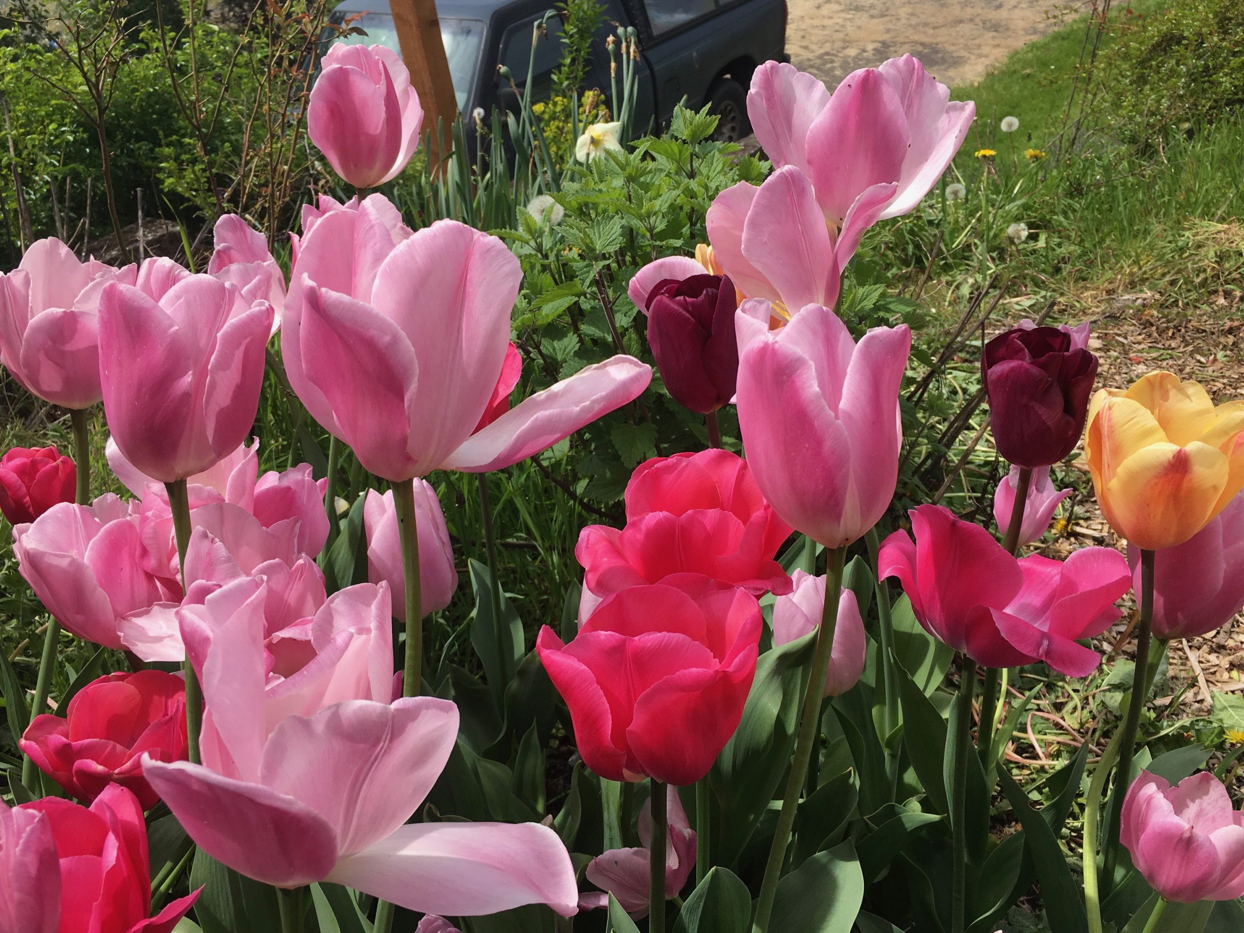 IMG_2401 tulips thrive in the permaculture garden
