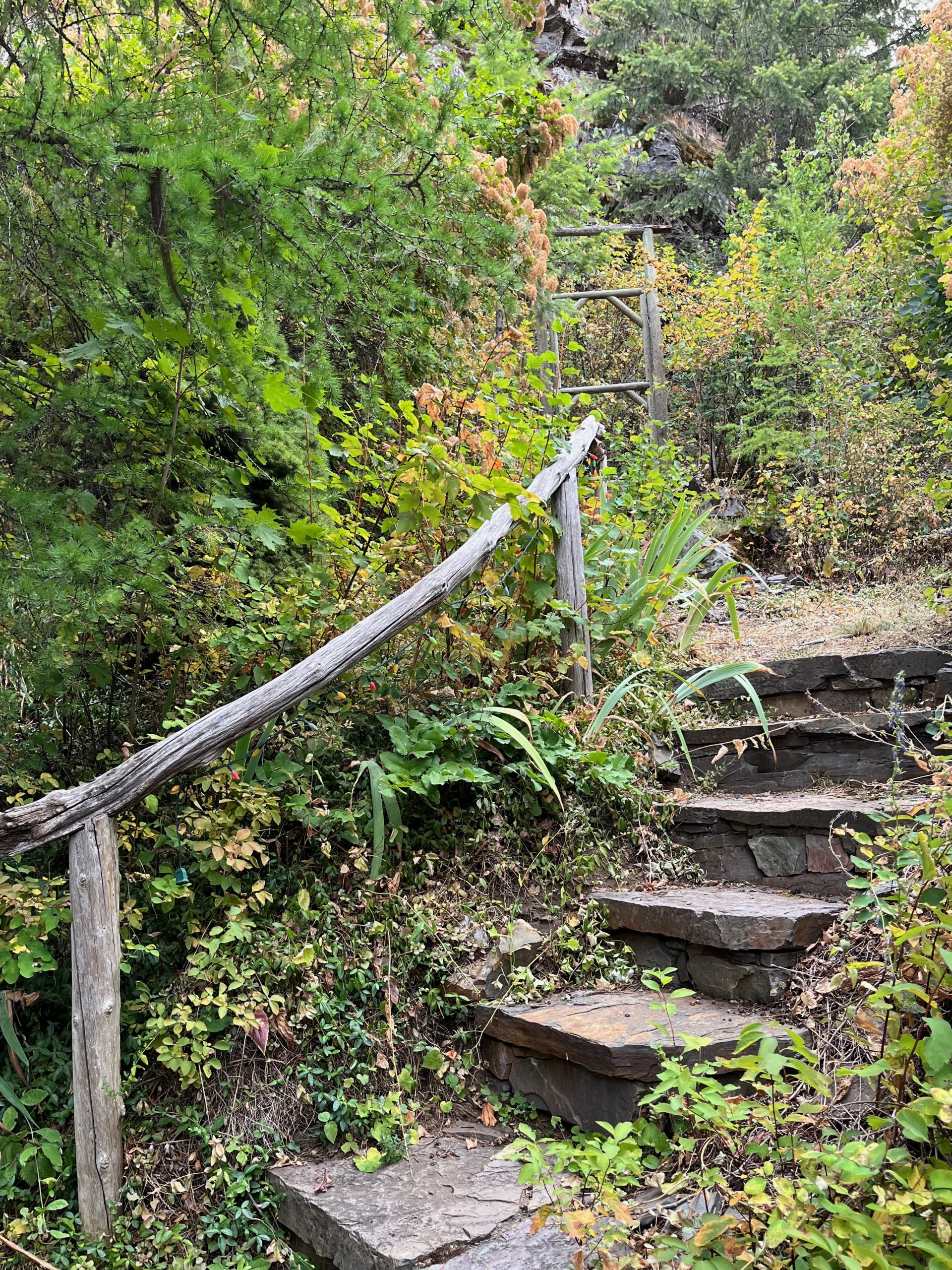 IMG_5087 A stairway in a lush permaculture garden leading to magical adventures.