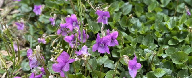 pink violets volunteer in the permaculture garden