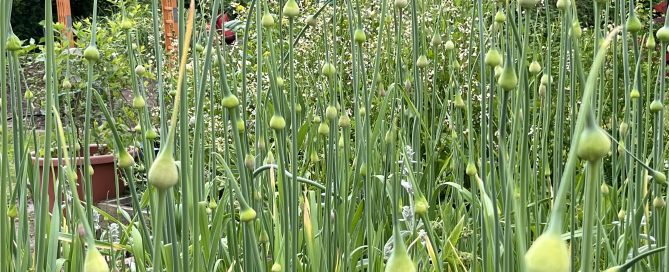 picture of leeks about to flower
