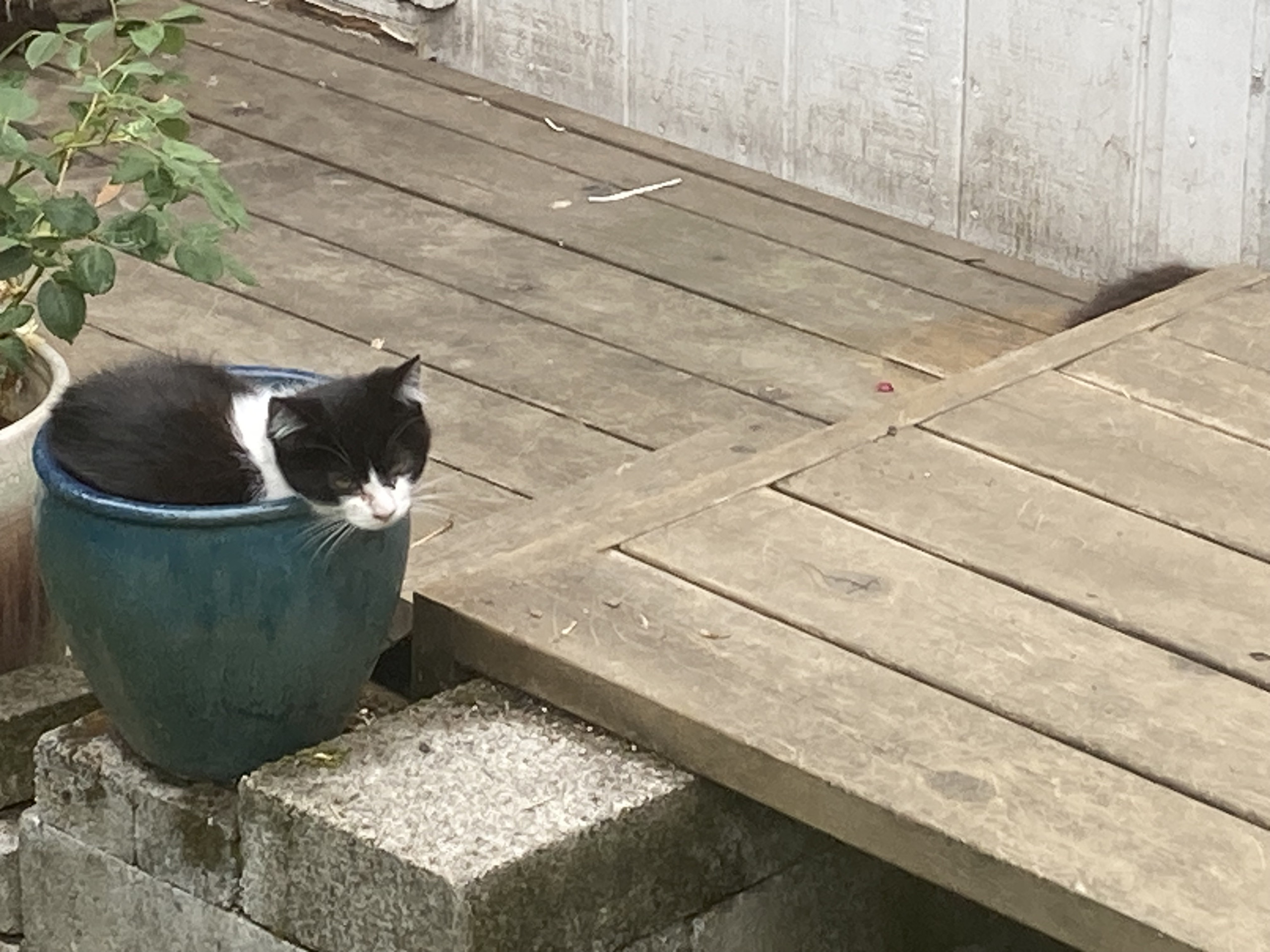 picture of a cat in a plant pot