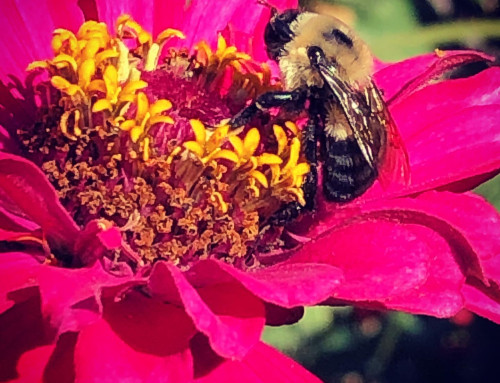 Plants for Pacific Northwest Pollinator Gardens