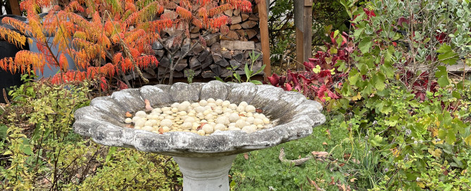 Fall garden is ready to be prepared for winter.
