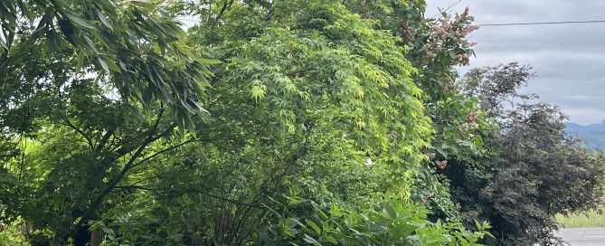 Stinging nettles and maple tree show biodiveristy