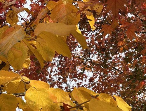 What to Do in Your Garden (and Homestead) in September