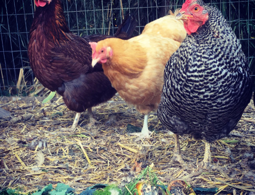 Should You Free Range Your Chickens?