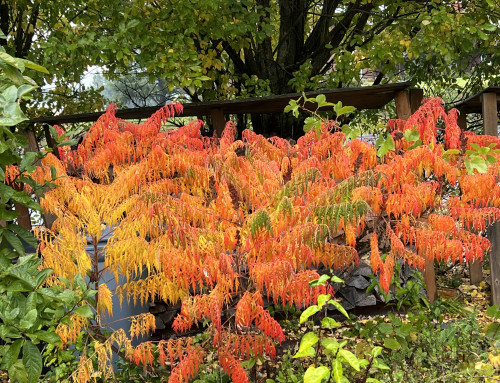November in the Garden and Kitchen